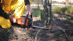 Red Corral, CA Tree Removal and Landscaping Services Company